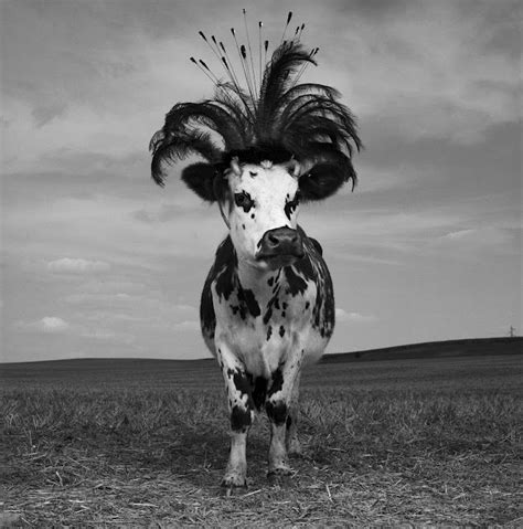 oh la vache copyright © jean baptiste mondino cow photos cow cow art