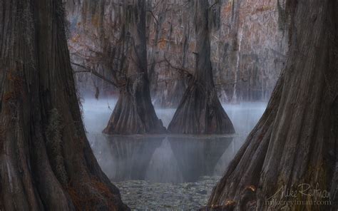 Bald Cypress Trees In The Swamp Foggy Morning On Caddo Lake Texas Us