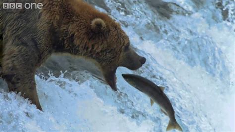Hd Grizzly Bears Catching Salmon Nature S Great Events The Great Salmon Run Bbc One Bear