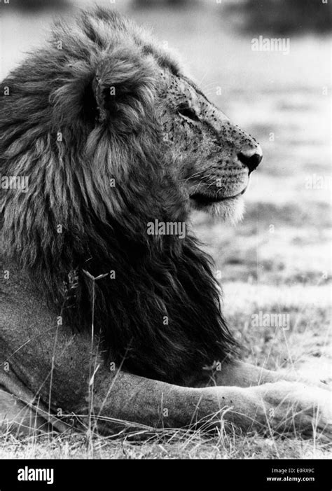 A Wild Lion Laying Down In A Savanna In Kenya Stock Photo Alamy