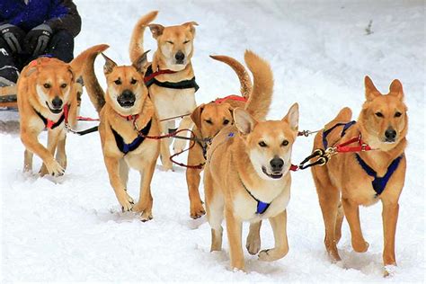 Sled Dog Breeds From Arctic Exploration To The Iditarod