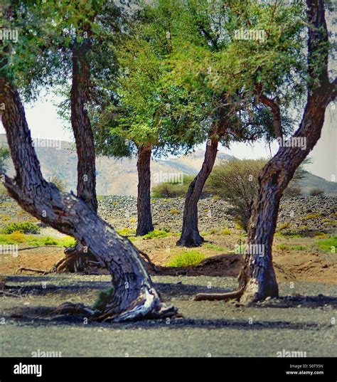 Trees At The Village Of Samad Al Shaan Oman Stock Photo Alamy