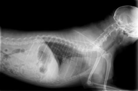 Dog X Rays Everything You Want To Know Great Pet Care