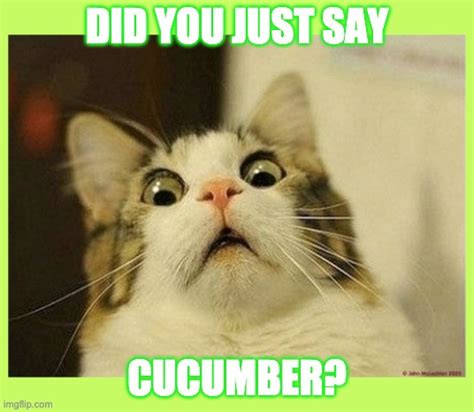 Did You Just Say Cucumber Imgflip