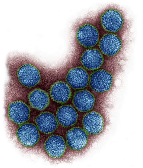 Adenovirus Particles Wellcome Collection
