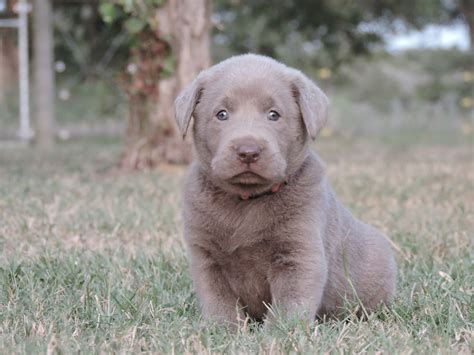 Along with charcoal and champagne labs, it's a new twist on a classic recipe. Silver Lab Puppies for Sale - 8-21-2019 - Silver Labs for ...