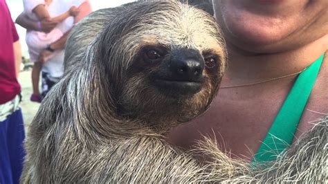 Sloth Cuddling Roatan Honduras Youtube