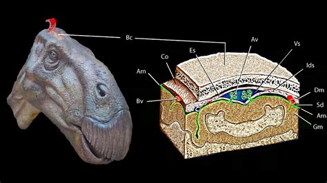 A Dinosaurs Brain Preserved In A Pebble Science Aaas