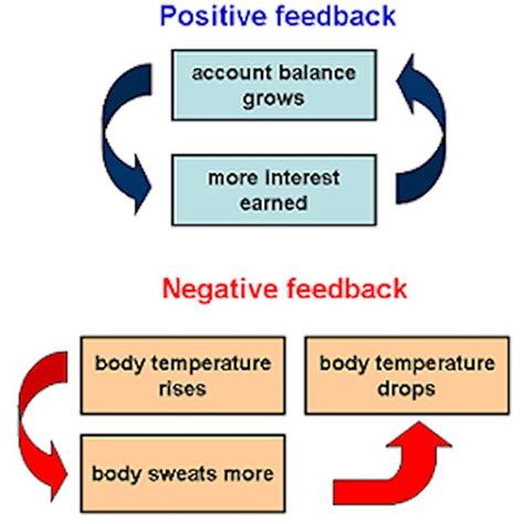 What Is An Example Of A Positive And A Negative Feedback Loop From Any