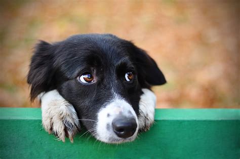A Profundidade Emocional dos Cães Entendendo a Relação entre Cães e Humanos Vetery Farmácia