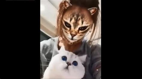 real life felines meet tiktok s ‘cat filter and their reactions are priceless watch