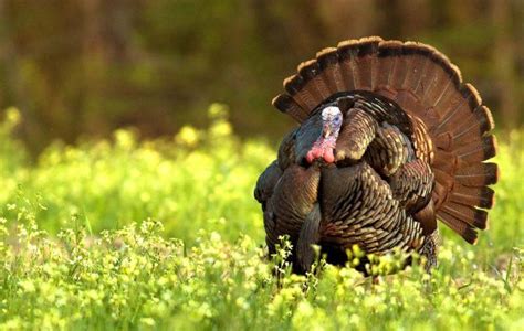 North Dakota Fall Turkey Season Set The Rogue Outdoorsman