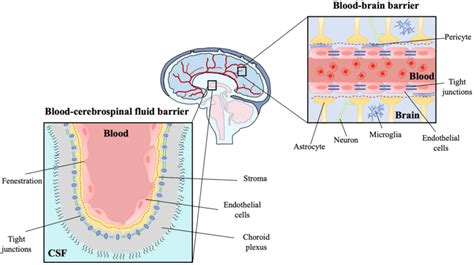 Schematic Representation Of The Blood Brain Barrier Bbb And