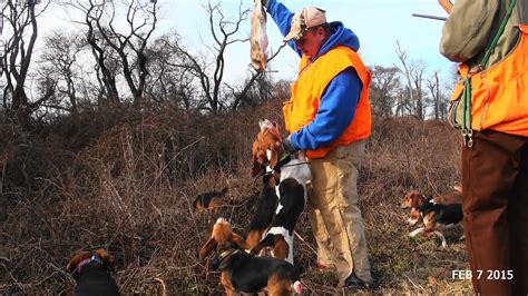 Skyviews Beagles Rabbit Hunting New Jersey Last Run Part 3 Youtube