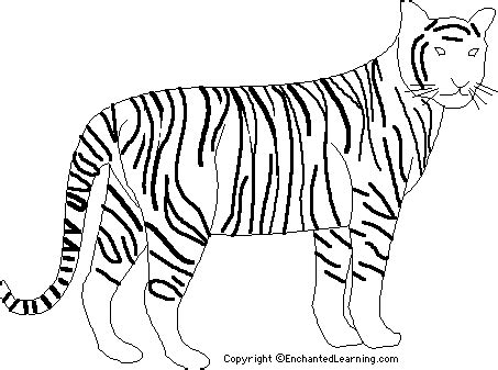 tiger printout