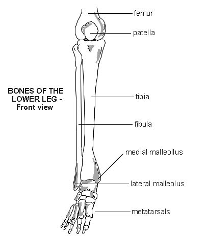 Health diagram bone skeleton leg knee science anchor chart human human body. Eric's Journey: Casting of Eric Leg