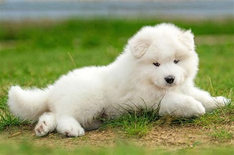Hello I Am Samoyed Nice To Meet You Cutest Puppy Ever Samoyed Puppy