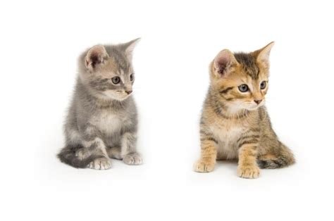 Our 15 Coolest Unique Cat Names You Havent Heard Before