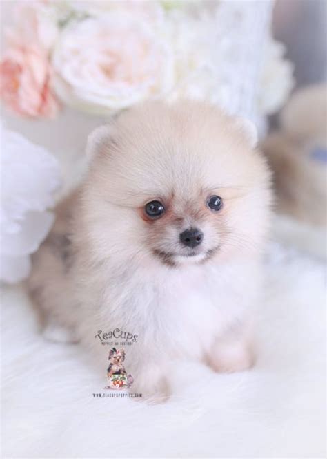 We did not find results for: pomeranian-puppy-for-sale-teacup-puppies-252-b | Pomeranian puppy, Teacup puppies, Pomeranian ...
