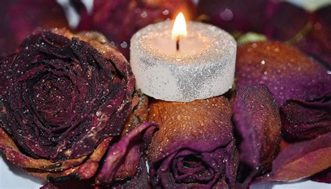 Kostenlose Foto Blume Blütenblatt Rose Dekoration Lebensmittel