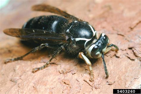 Baldfaced Hornet Dolichovespula Maculata