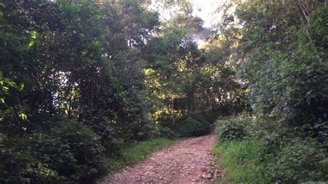 Anamudi Shola National Park Kerala India Youtube