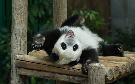 Download Wallpapers Small Panda Cub Cute Animals Zoo Park