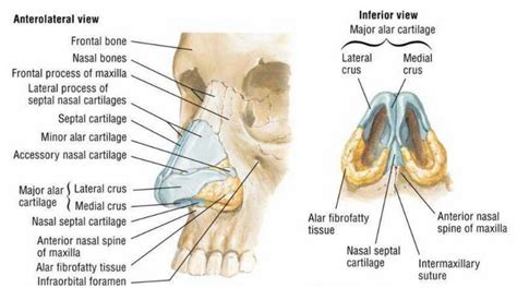 Setting up a radiology society. Nasal bone anatomical structure | Anatomy, Human anatomy ...