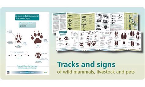 Fsc Fold Out Id Chart Mammal Tracks And Signs Chart