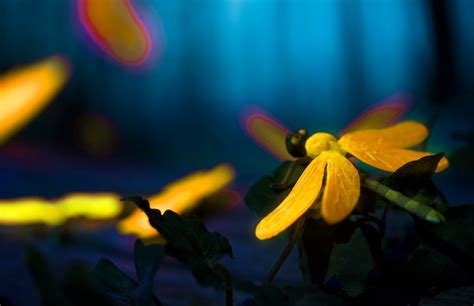 Free Photo Glowing Insects In The Night Forest