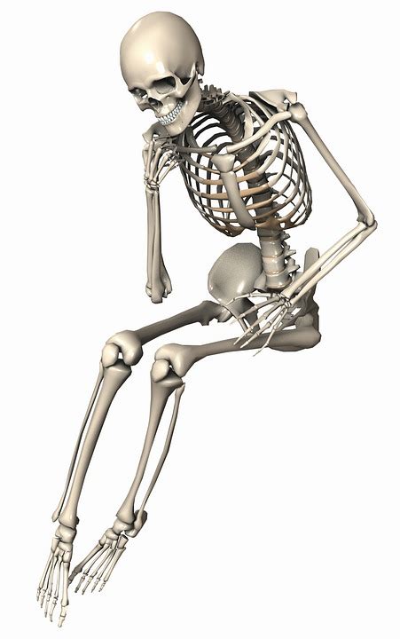 Esqueleto Sentado Fêmea Imagens Grátis No Pixabay