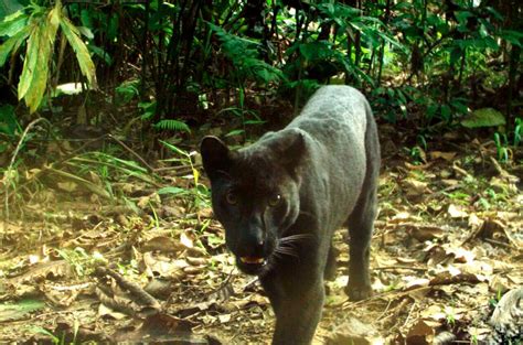 Panther Killed After Being Hit By Mpv In Seremban