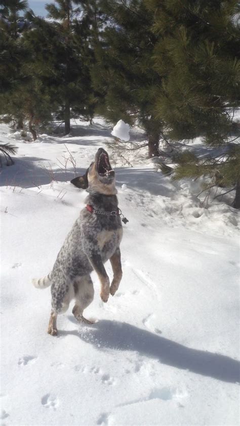 Cattle Dog Snow Play Austrailian Cattle Dog Cattle Dogs Rule Blue