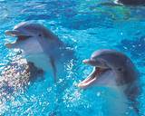 Photos of Swim With Dolphins Orlando