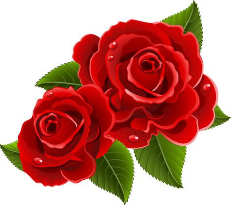 Rose Flower Images Hd Png Best Flower Site