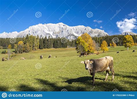 Autumn View Of Dachstein Massif In Austria Stock Photo Image Of Park
