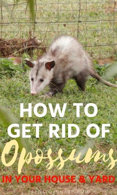 How To Get Rid Of Opossums In Your House And Yard Wildlife Animals