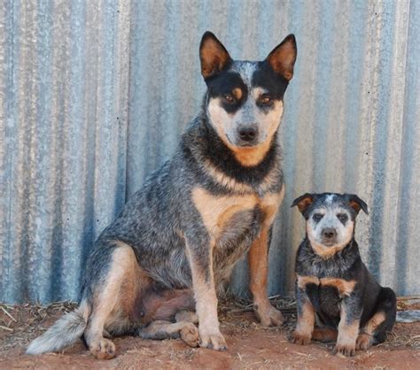 341 Best Images About Australian Cattle Dogs Bluered