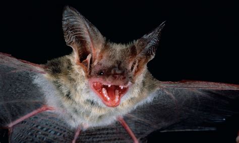 Lesser Long Eared Bat All About Bats