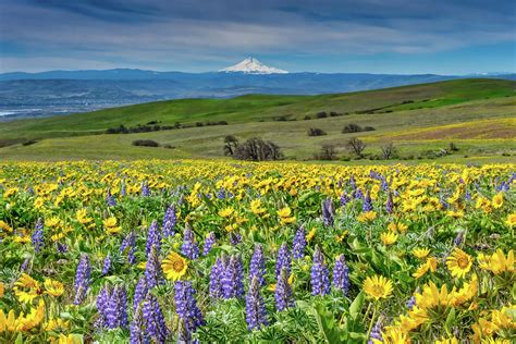 Wildflowers Blooming In Front Of Mt Hood Photograph By James F Avery