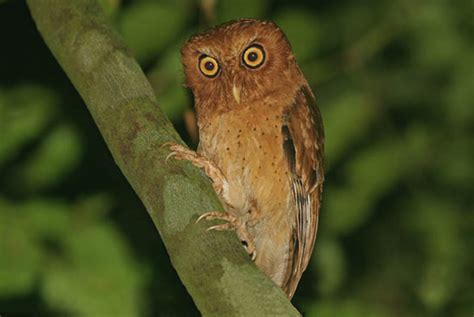 Sri Lankan Endemic Birds Paduwan Bassa Serendib Scops Owl Otus