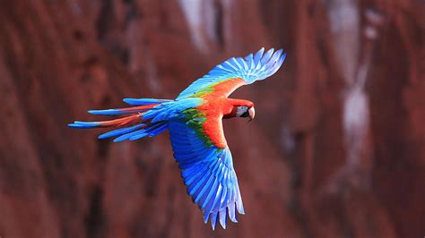 Colorful Bird Wallpaper Hd Wallpaper Background Images