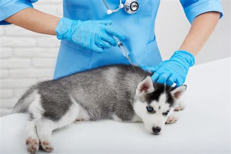 Qual A Diferen A Da Vacina Puppy E V Veja Aqui Petlove