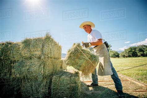 Caucasian Farmer Lifting Bale Of Hay Stock Photo Dissolve