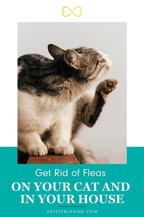 The Best Ways To Get Rid Of Fleas On Your Cat And In Your House Cat