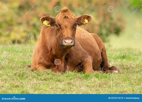 Close Up Of A Large Brown Cow Laying Down In The Autumnal Sunshine