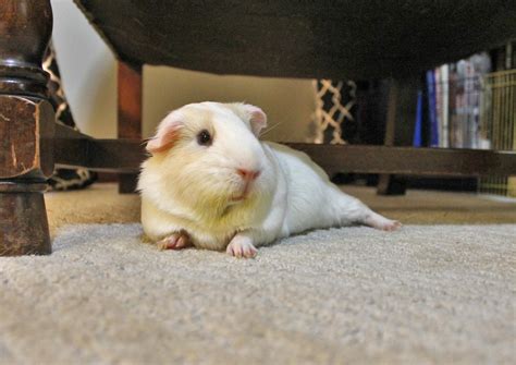 Pin On Guinea Pigs