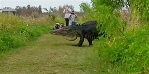 Video Huge Gator Spotted Ambling Along In Polk County Park