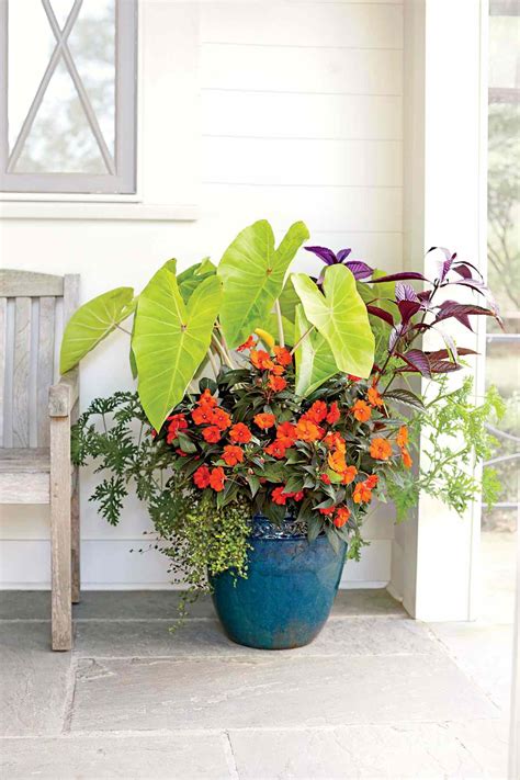Plant A Tropical Container Garden Southern Living