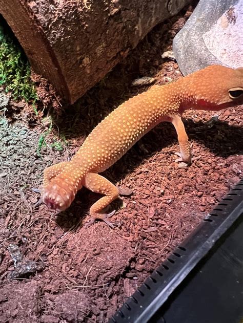 Leopard Gecko Dropped Tail More In A Comment Rleopardgeckos